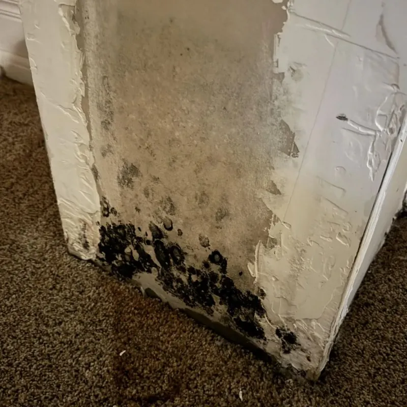 Professional Mold Removal in Green Bay, WI